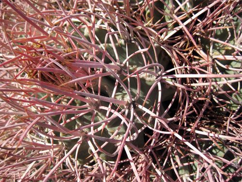 Barrel Cactus detail