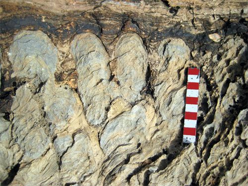 Another view of Stromatolites