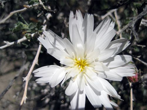 White flower