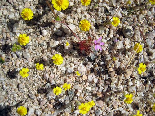 Cute tiny flowers