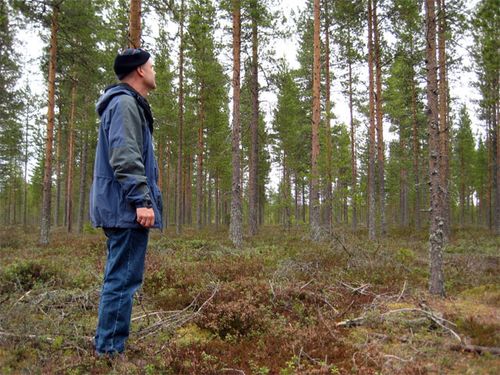 Wing in the Boreal Forest