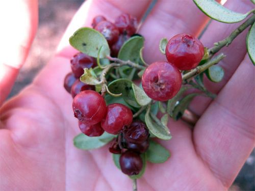 Last year's Lingonberries