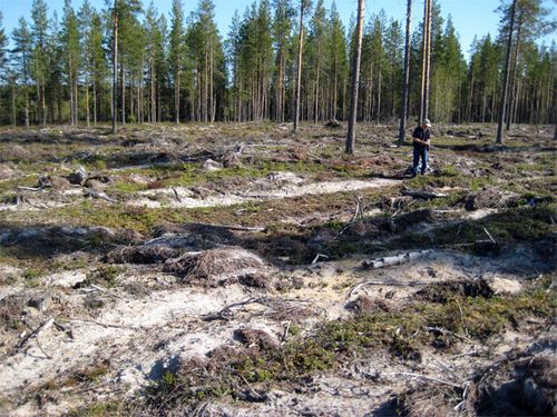 Hiidenkangas clear-cut site