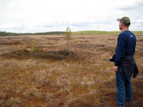 Wing at a large bog