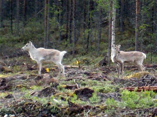 Two reindeer