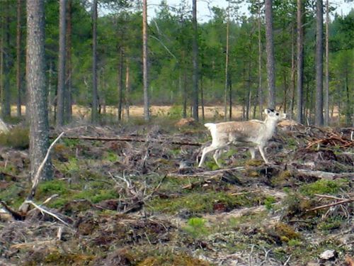 Running Reindeer