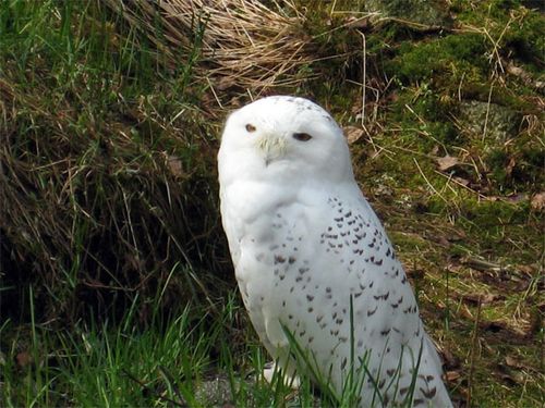 Snowy Owl