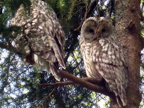 Ural Owls