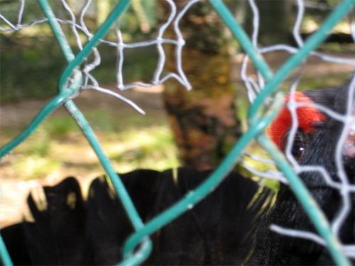 Capercaillie