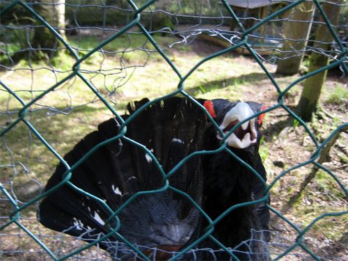 Capercaillie