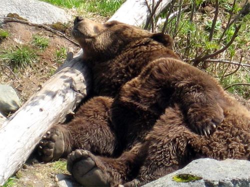 Brown Bear (Ursus arctos, the same as our Grizzly Bear)