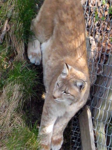 Finnish Lynx