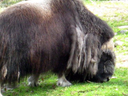 Musk Ox