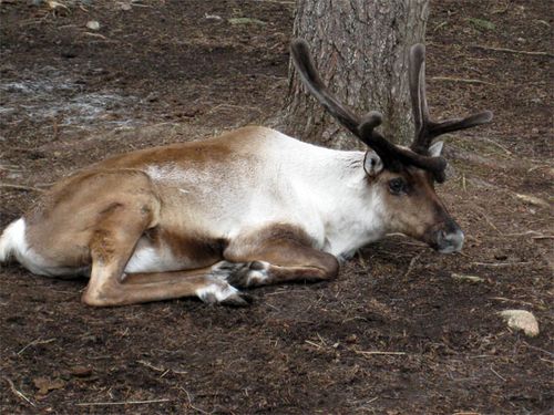 Wild Forest Reindeer