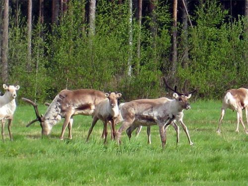 Reindeer in a field