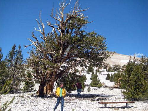 Bristlecone pines