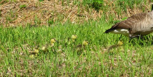 Gosslings!