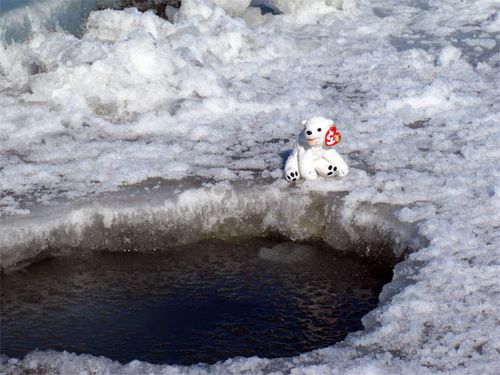 A Polar Bear Plunge!