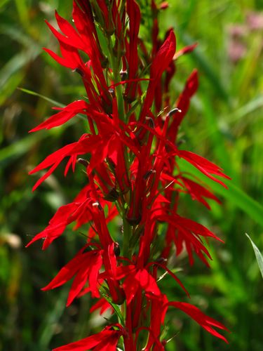 Cardinal Flower