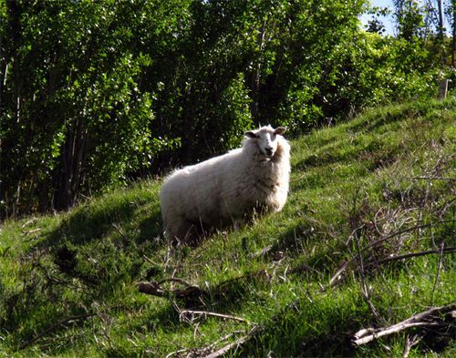 Curious Unshorn Sheep