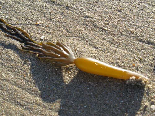 Giant kelp float