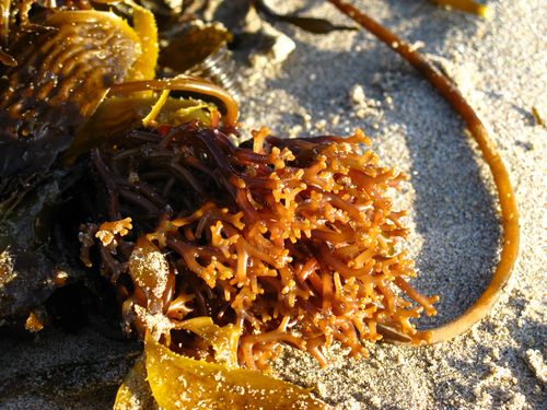 Holdfast of giant kelp