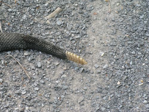 Rattler Tail