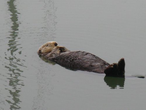 Sleeping sea otter in the harbor