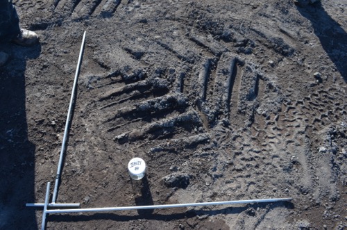 Tire track and sample