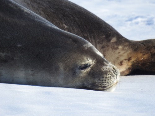 sleeping Seals