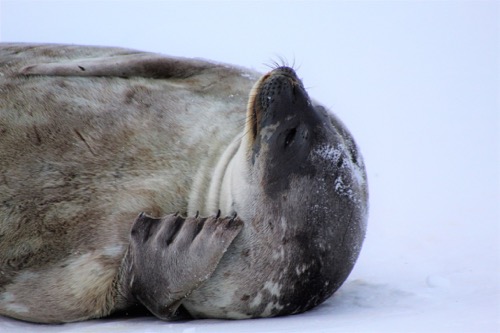 sleeping seal