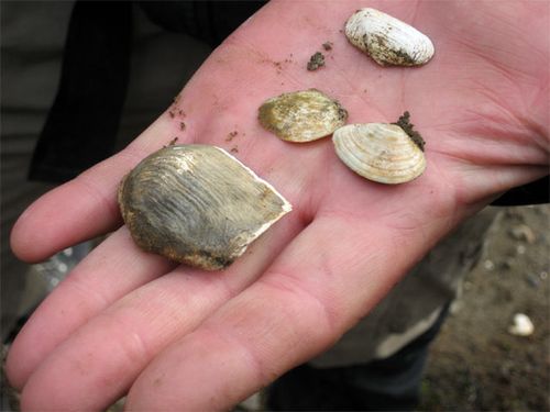 Boreal mollusks