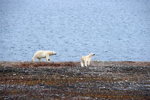 Polar Bears at Isfjord Radio