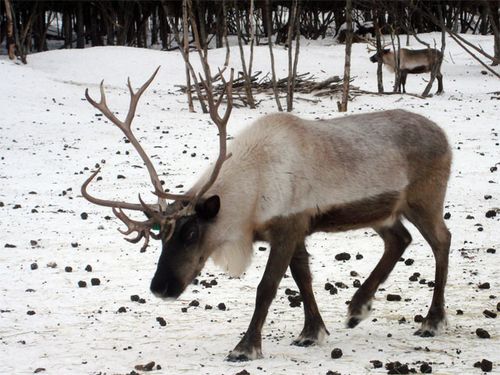 Reindeer at the Research Program