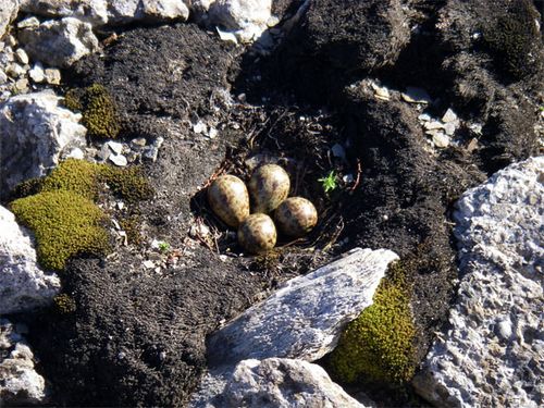 Shorebird nest