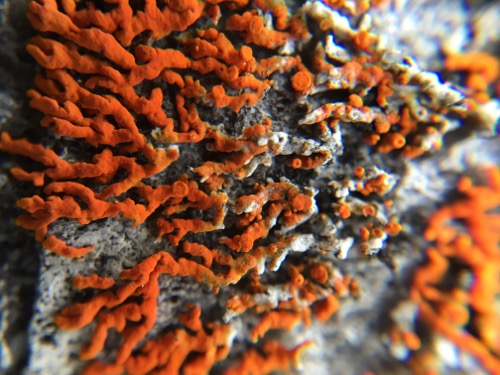 Lichen Reproduction 