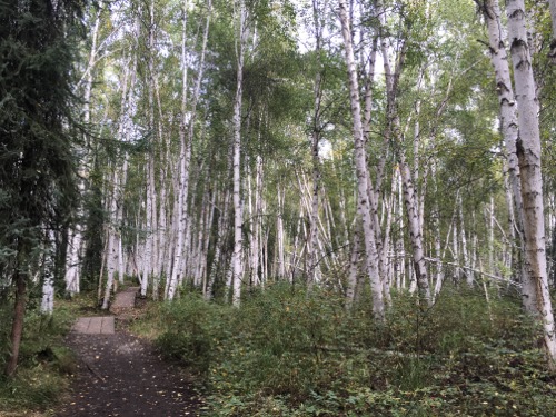 Birch