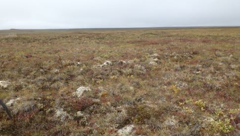 Tundra carpet