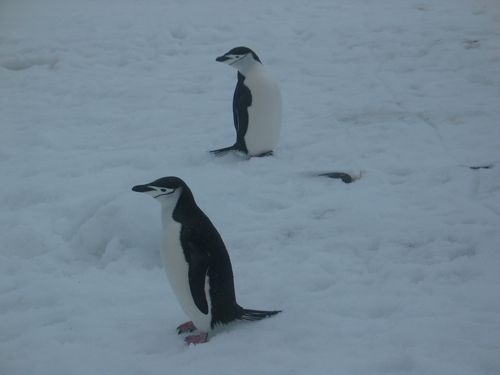 Chinstrap Penguins. Picture taken by Qian Wu