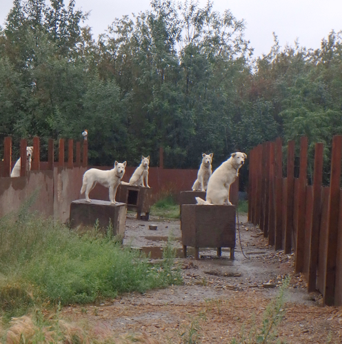 Sled dogs