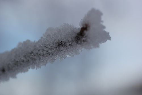 Tree Bud in Ice