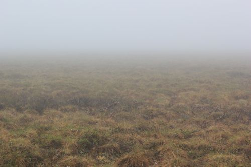 Fog on Tundra