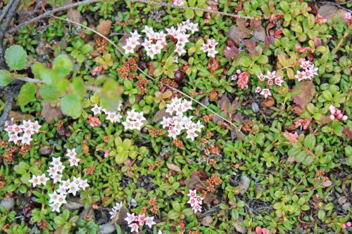 Tundra Plants