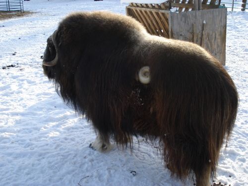 Musk Ox Stomach Plug