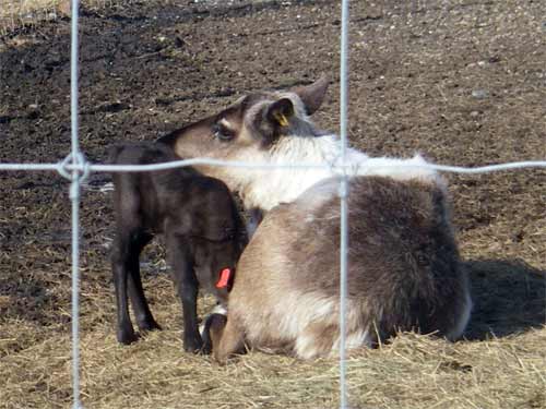 Baby Reindeer at UAF Experimental Farm.