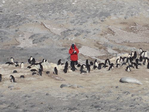 381davidainleypenguins.JPG