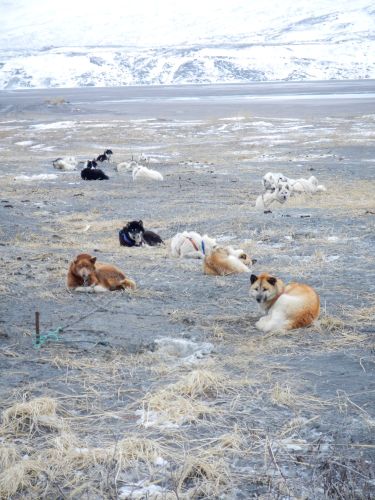 Dogs on a chain