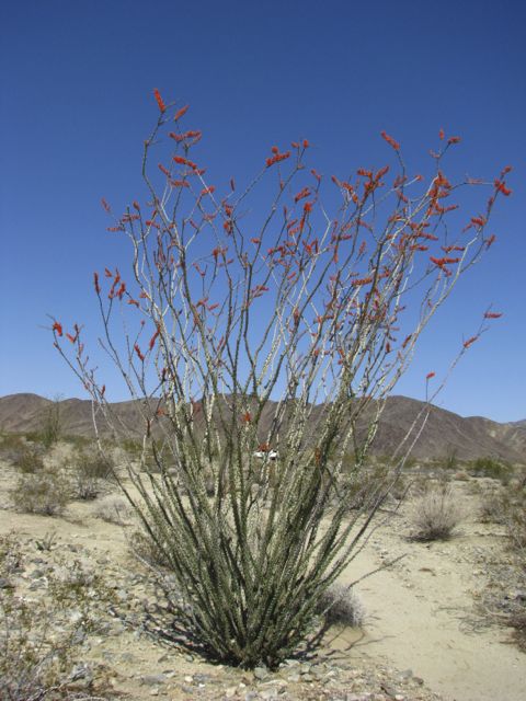 Blooming ocotillo cactus.