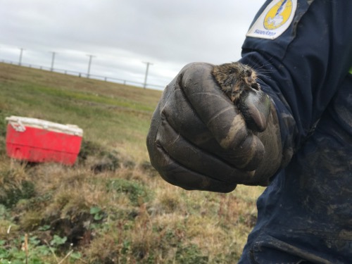 A muddy lemming