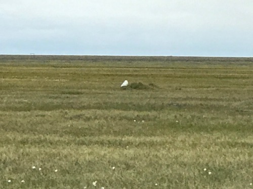 Snowy Owl